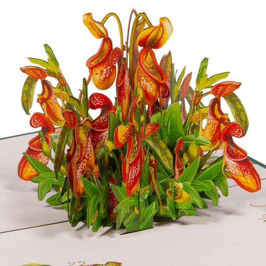 Pop Up Blumenkarte mit 3D Kannenpflanzen | LINpopUp